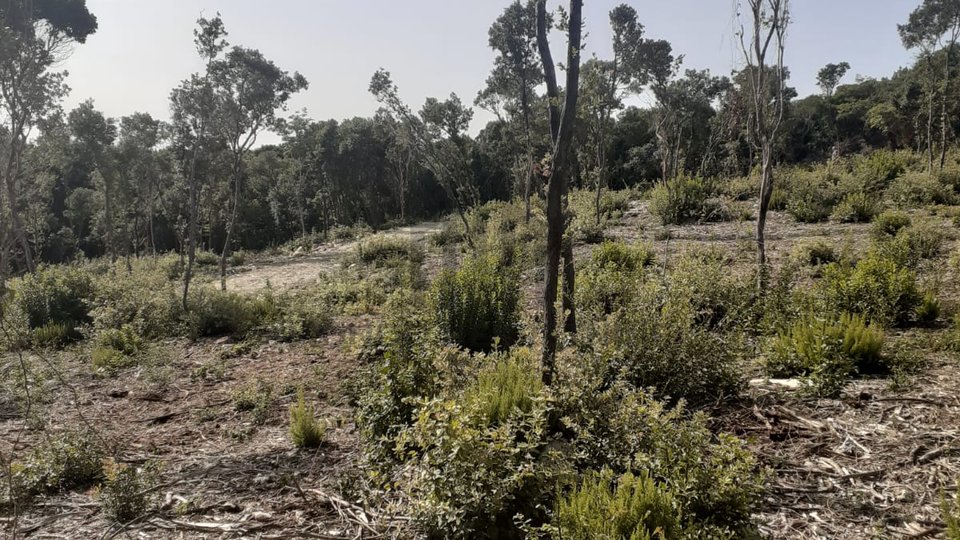 ISTRA, KAVRAN, više zemljišta u Kavranskoj šumi po cca 350m2. Cijena 30€/m2
